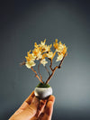 A Small Tree in the East - Golden Autumn (Preserved Plants)