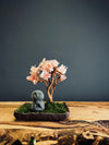 A Small Tree in the East - Sakura - Journeyman edition (Preserved Plants)
