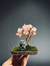 A Small Tree in the East - Sakura - Journeyman edition (Preserved Plants)