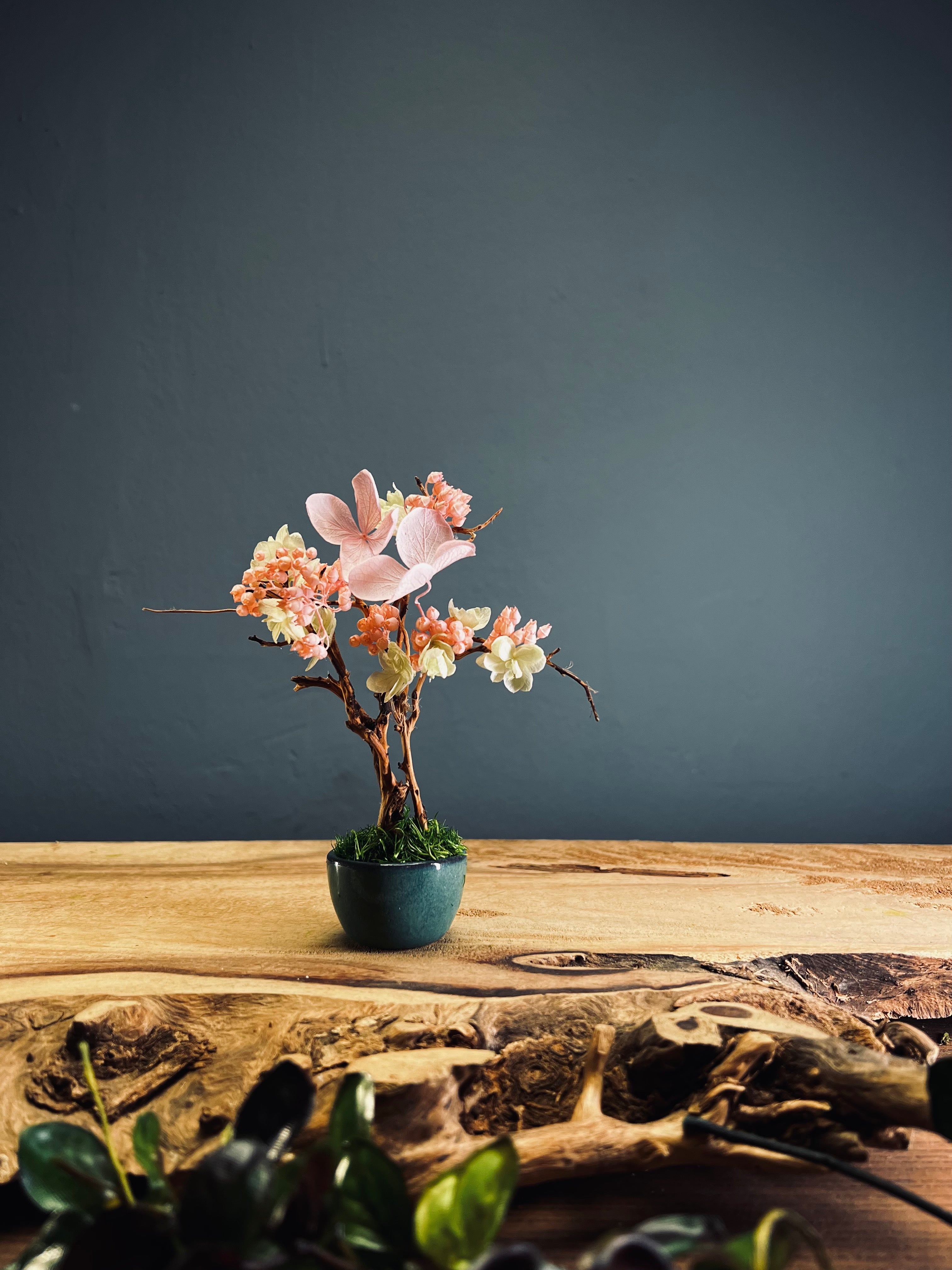A Small Tree in the East - Cherry in Wait (Preserved Plants)