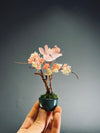 A Small Tree in the East - Cherry in Wait (Preserved Plants)