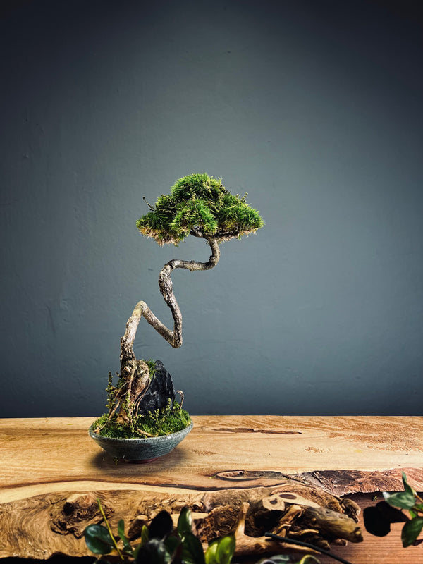 Poet of the Forest (Preserved Plants)