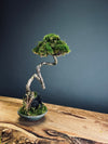 Poet of the Forest (Preserved Plants)