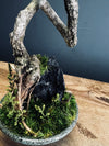 Poet of the Forest (Preserved Plants)
