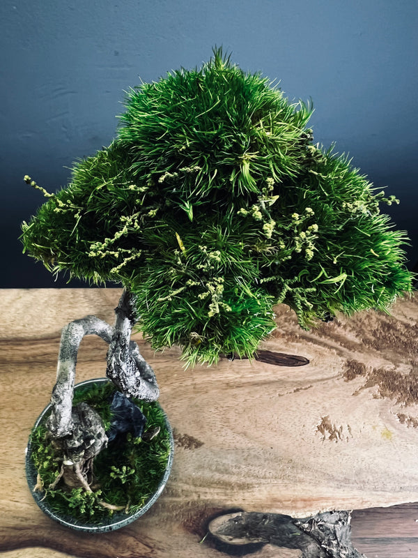 Poet of the Forest (Preserved Plants)