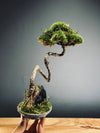 Poet of the Forest (Preserved Plants)