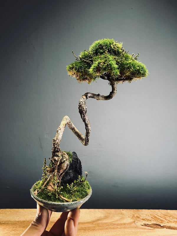 Poet of the Forest (Preserved Plants)