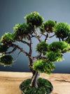 Juniper by the Winding Path (Preserved Plants)