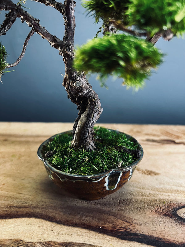 Juniper by the Winding Path (Preserved Plants)