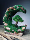 Half-Moon Bay - Crescent (Preserved Plants)