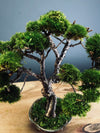 Juniper by the Winding Path (Preserved Plants)
