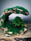 Half-Moon Bay - Crescent (Preserved Plants)