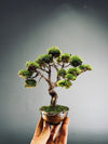 Juniper by the Winding Path (Preserved Plants)
