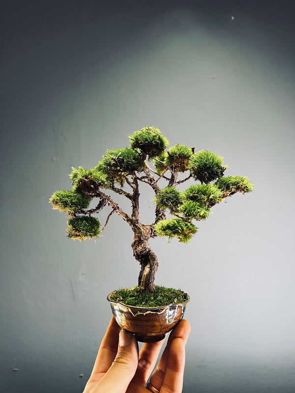 Juniper by the Winding Path (Preserved Plants)