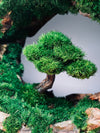 Half-Moon Bay - Crescent (Preserved Plants)
