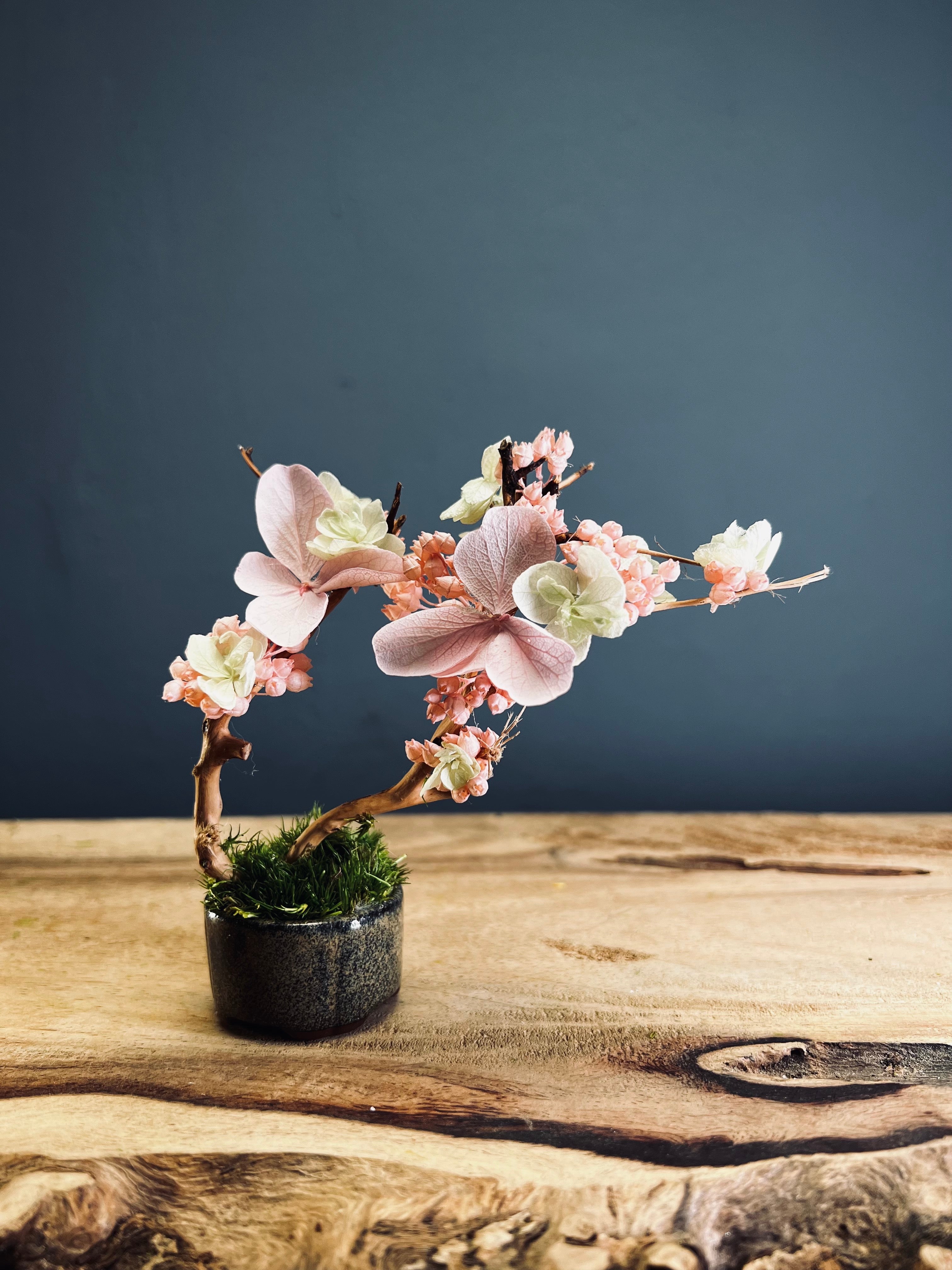 A Small Tree in the East - Cherry in Wait (Preserved Plants)