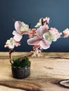 A Small Tree in the East - Cherry in Wait (Preserved Plants)