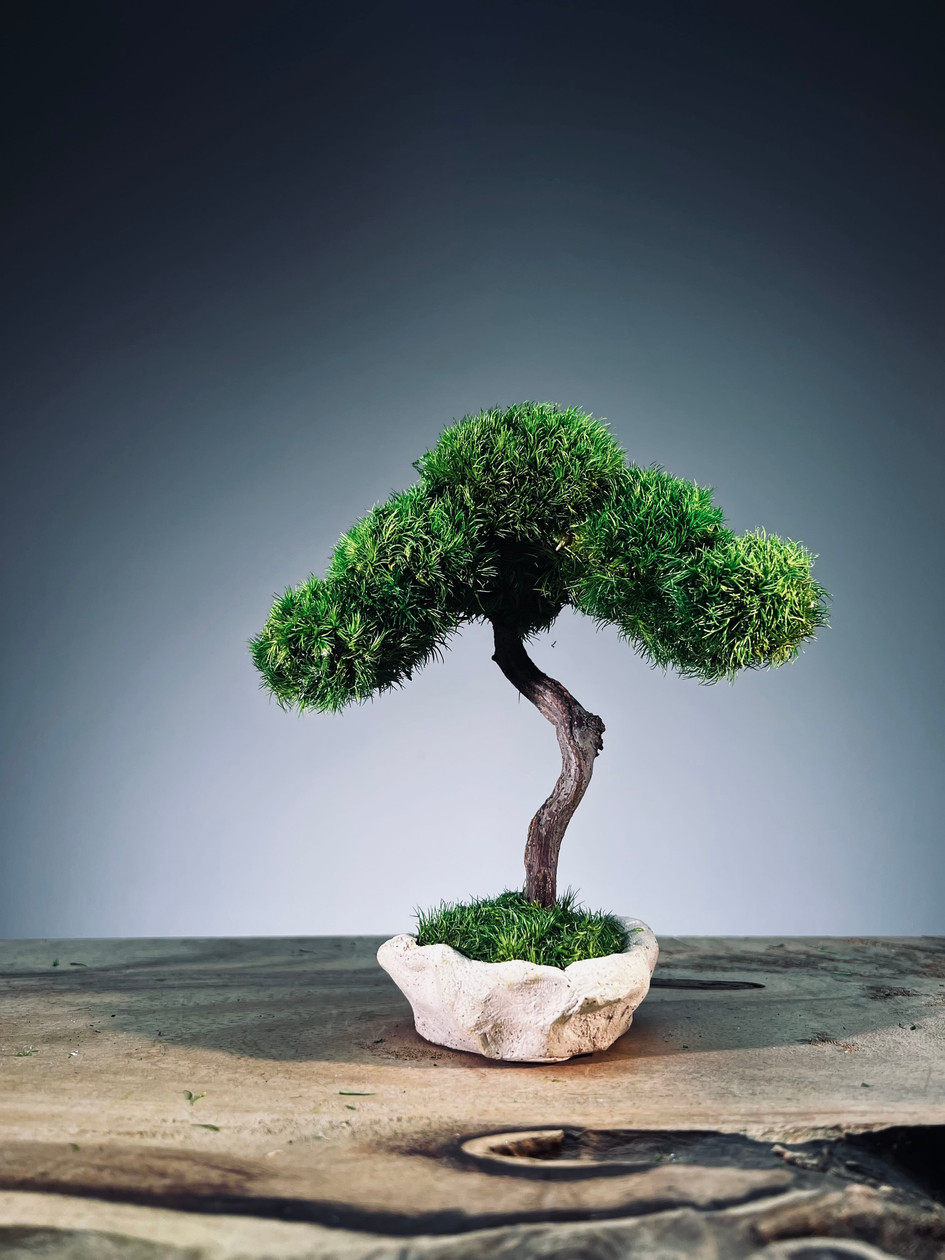 A Small Tree in the East - Classics (Preserved Plants)