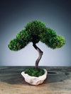 A Small Tree in the East - Classics (Preserved Plants)