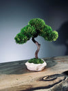 A Small Tree in the East - Classics (Preserved Plants)