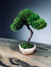 A Small Tree in the East - Classics (Preserved Plants)