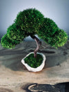 A Small Tree in the East - Classics (Preserved Plants)