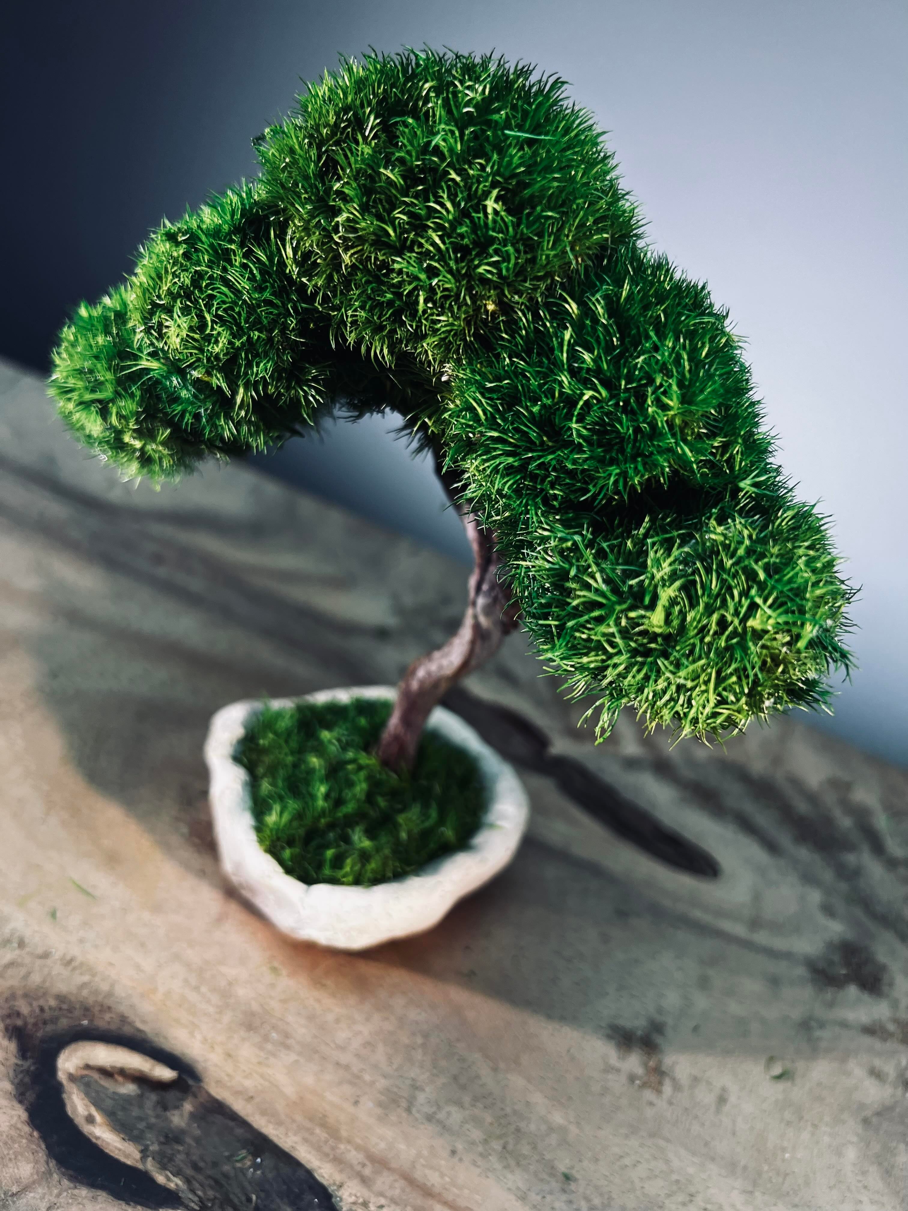 A Small Tree in the East - Classics (Preserved Plants)