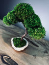 A Small Tree in the East - Classics (Preserved Plants)