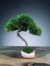 A Small Tree in the East - Classics (Preserved Plants)