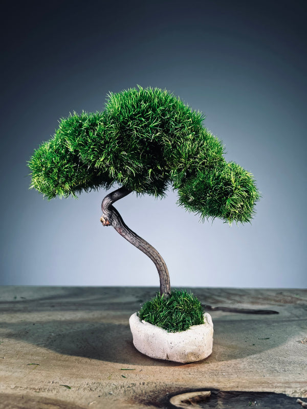 A Small Tree in the East - Classics (Preserved Plants)