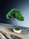 A Small Tree in the East - Classics (Preserved Plants)