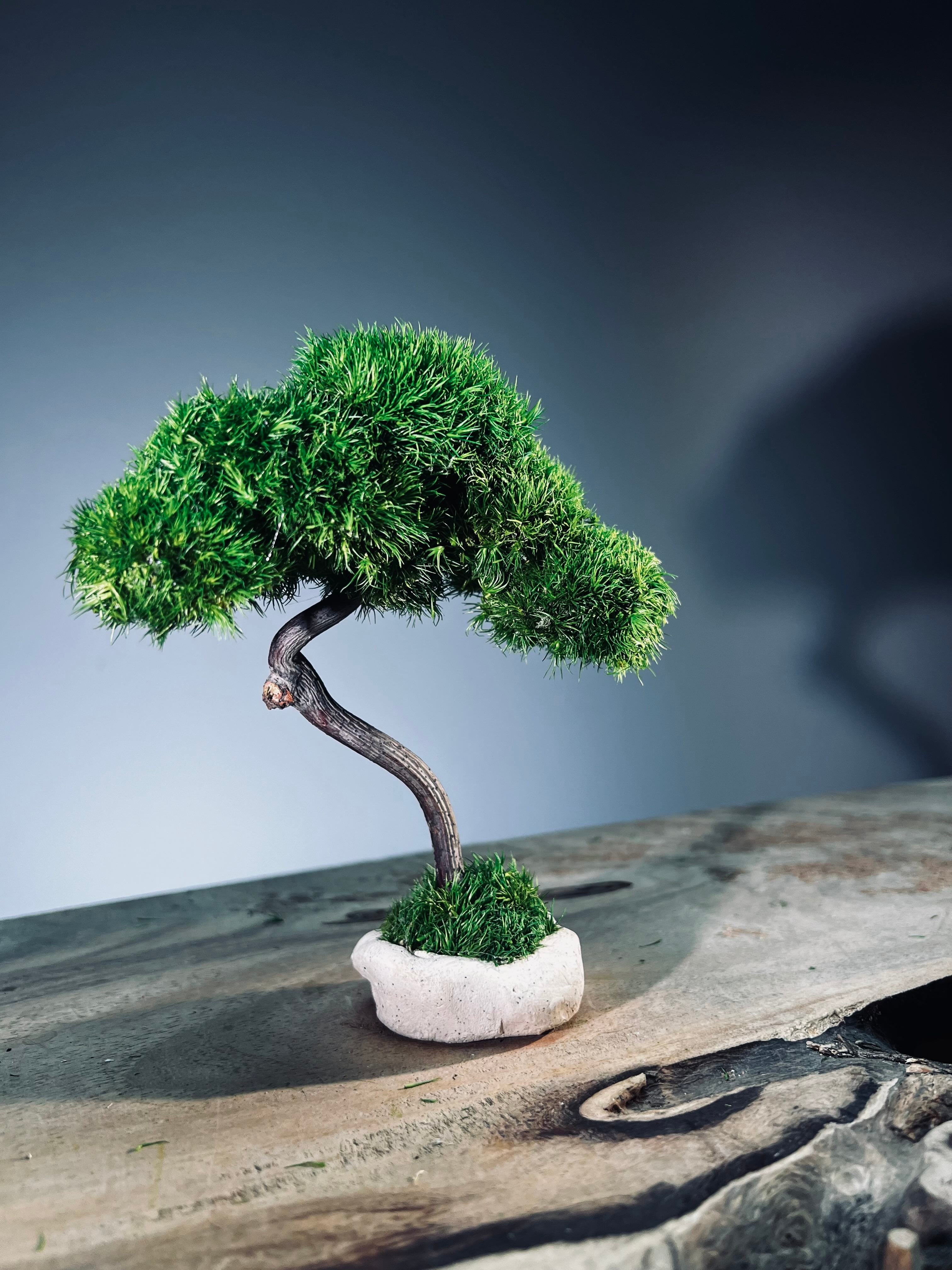 A Small Tree in the East - Classics (Preserved Plants)