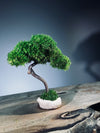 A Small Tree in the East - Classics (Preserved Plants)