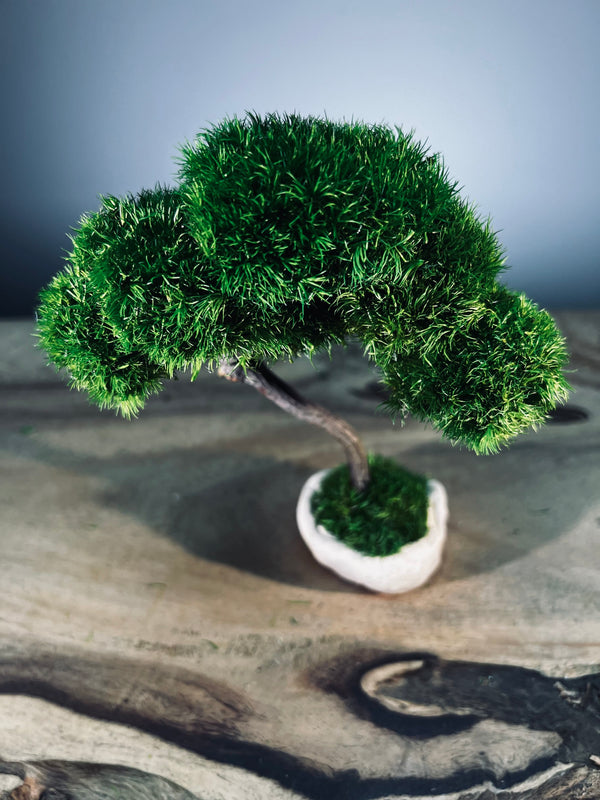 A Small Tree in the East - Classics (Preserved Plants)