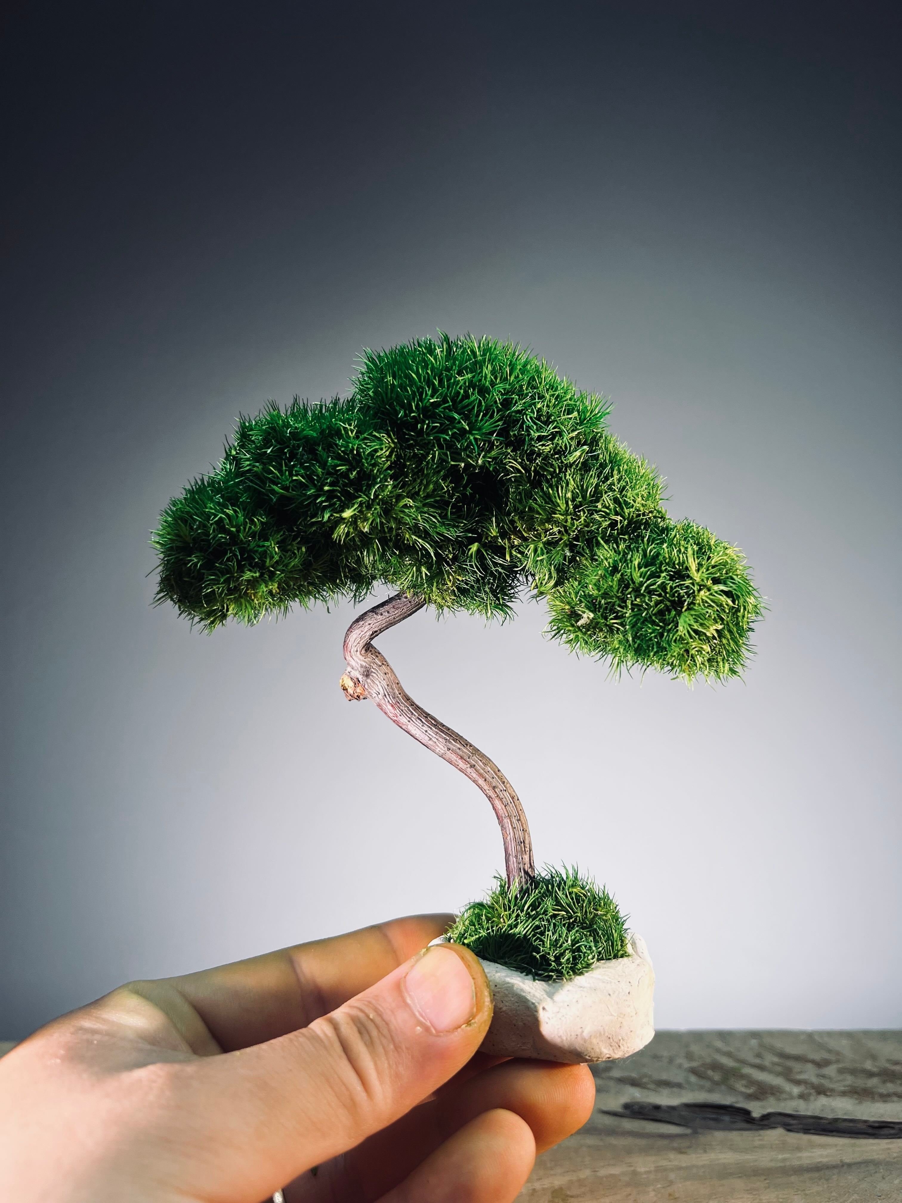 A Small Tree in the East - Classics (Preserved Plants)