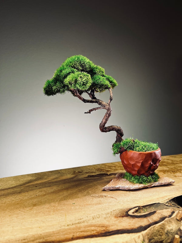 Juniper by the Winding Path - Classics (Preserved Plants)