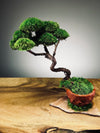 Juniper by the Winding Path - Classics (Preserved Plants)