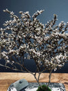 Snowfall - Anchor edition (Preserved Plants)