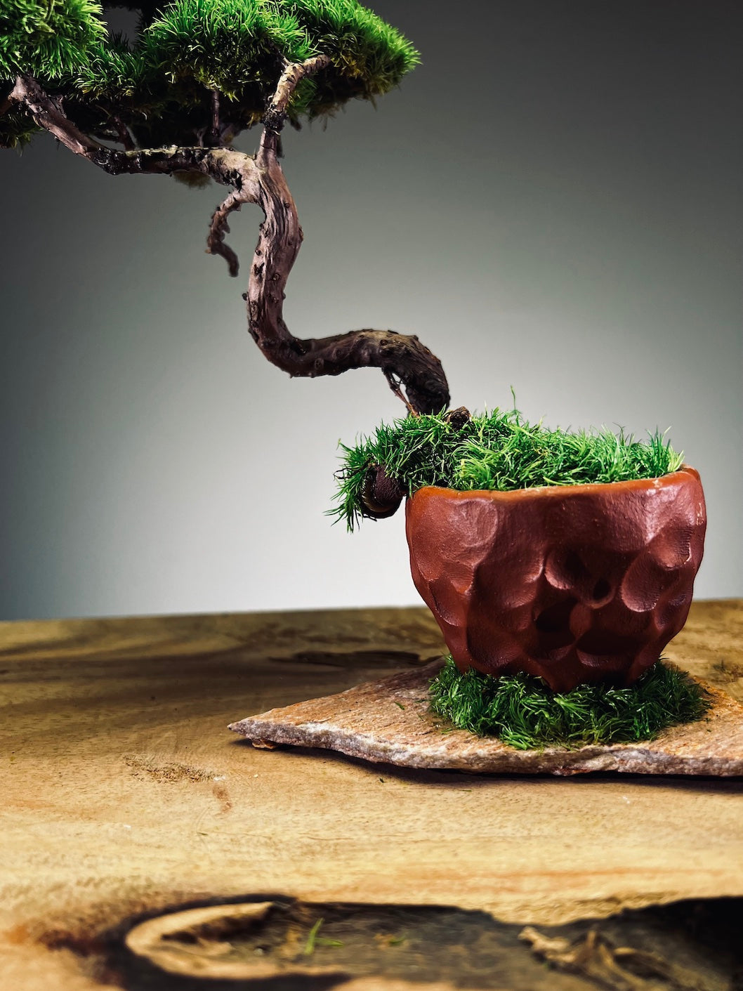 Juniper by the Winding Path - Classics (Preserved Plants)