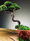 Juniper by the Winding Path - Classics (Preserved Plants)