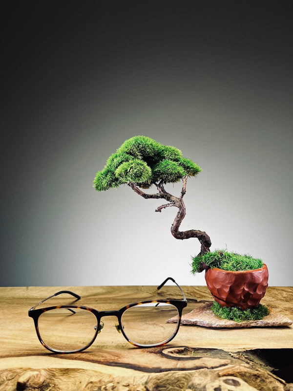 Juniper by the Winding Path - Classics (Preserved Plants)