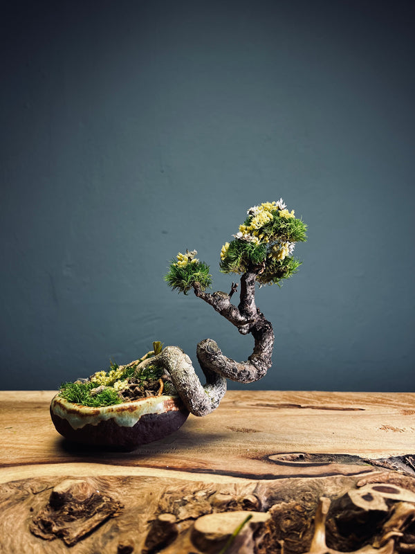 Maverick of the Green Cove - Smaller version (Preserved Plants)