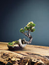 Maverick of the Green Cove - Smaller version (Preserved Plants)