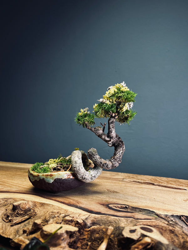 Maverick of the Green Cove - Smaller version (Preserved Plants)