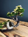 Maverick of the Green Cove - Smaller version (Preserved Plants)