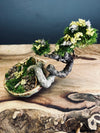 Maverick of the Green Cove - Smaller version (Preserved Plants)