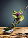 Children of the Forest - Smaller version (Preserved Plants)