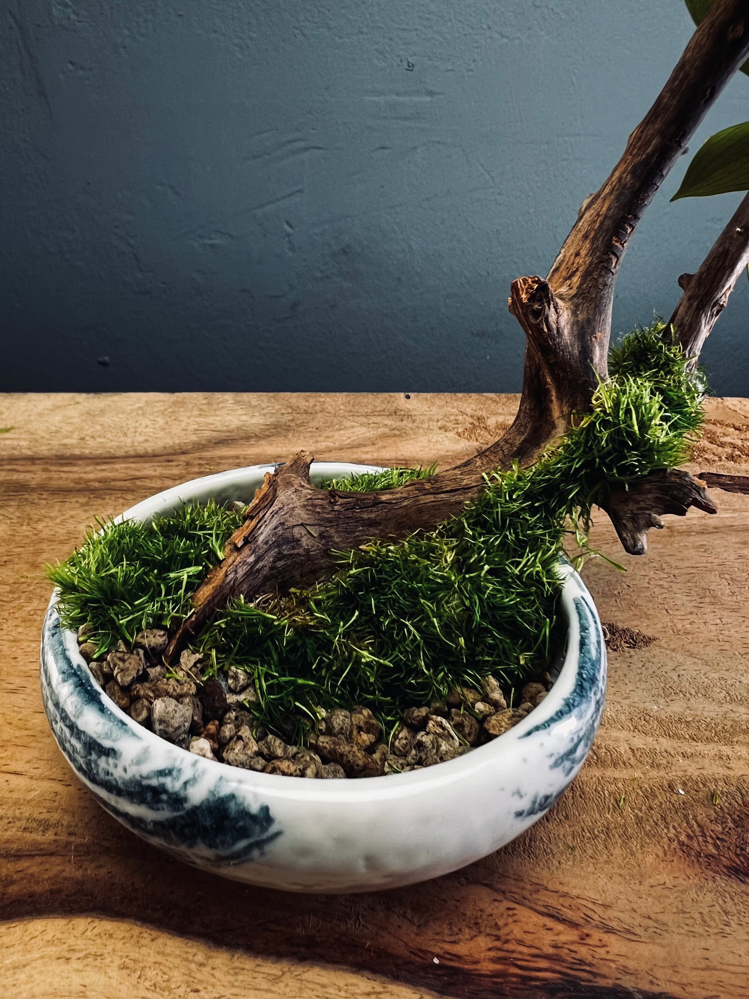 Children of the Forest - Smaller version (Preserved Plants)