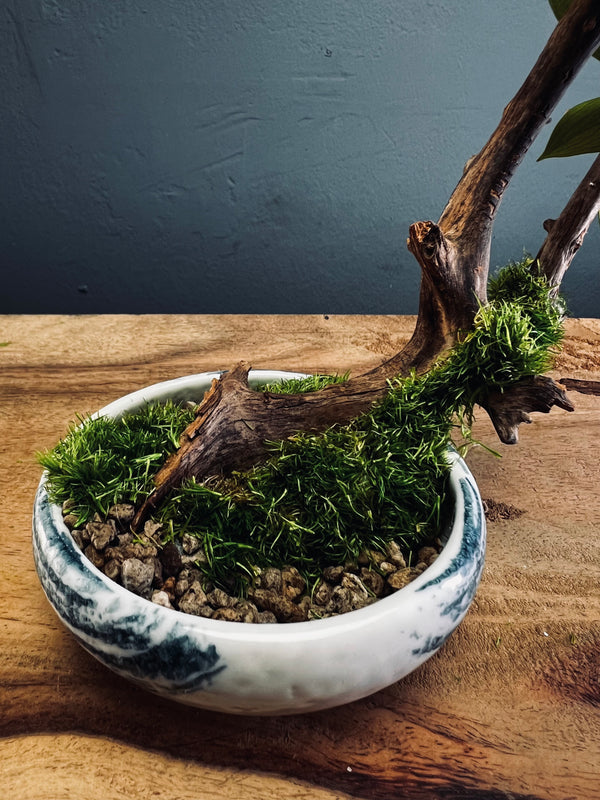Children of the Forest - Smaller version (Preserved Plants)