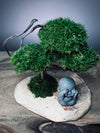 A Small Tree in the East - Classic - Journeyman (Preserved Plants)